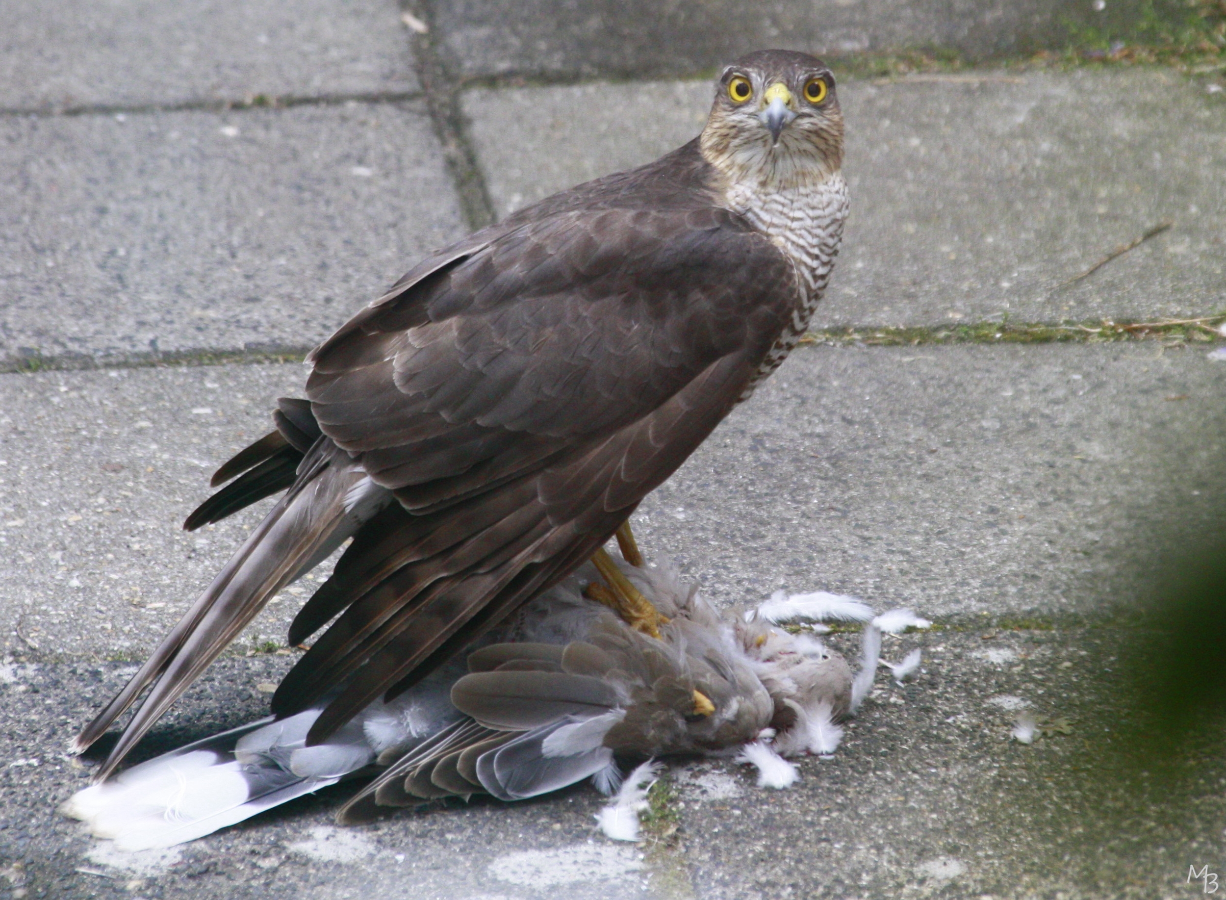 Marian Buurman - Een duif te pakken! - 2011;05;27;mei;vogel; sperwer;vogels;roofvogel;roofvogels;prooi;